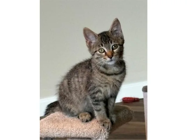 A baby small-sized male Domestic Short Hair cat named Ernie for adoption in Fort Wayne, IN