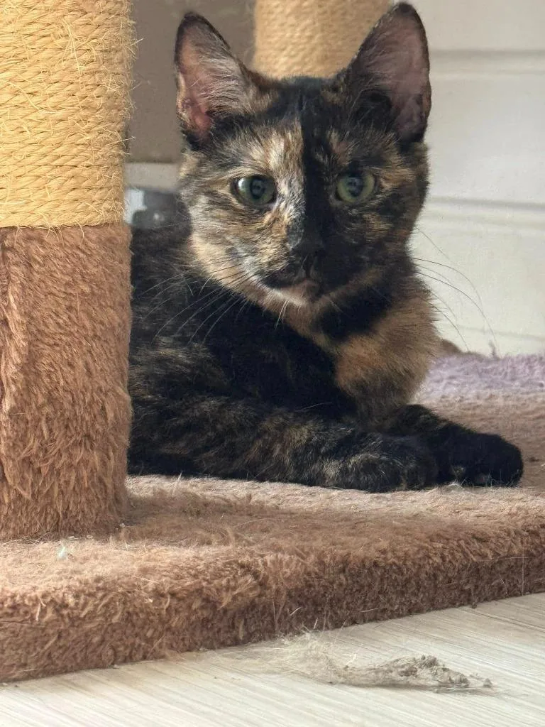 A young medium-sized female Domestic Short Hair cat named Duchess for adoption in Marion, OH