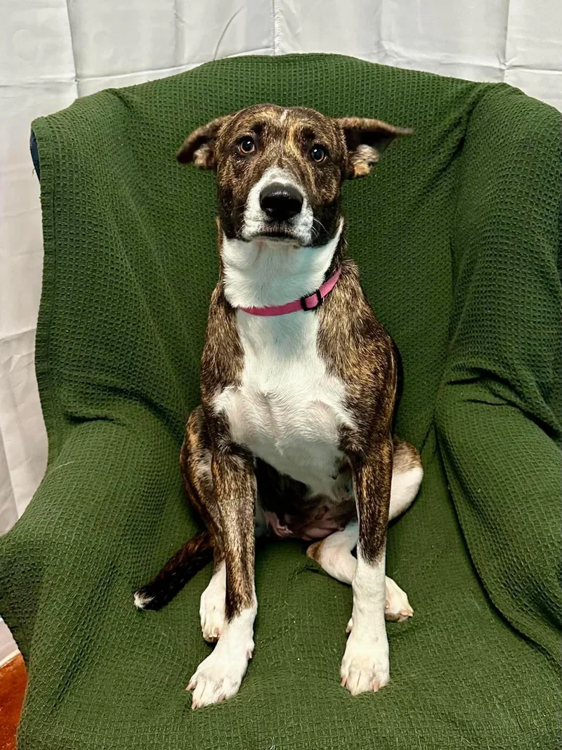 An adult large-sized female Terrier dog named Cappi for adoption in Walker, LA
