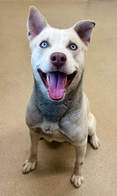 An adult large-sized male Siberian Husky dog named Maximo for adoption in Derwood, MD