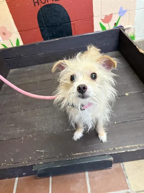 A senior small-sized female Chihuahua dog named Penny for adoption in Castaic, CA