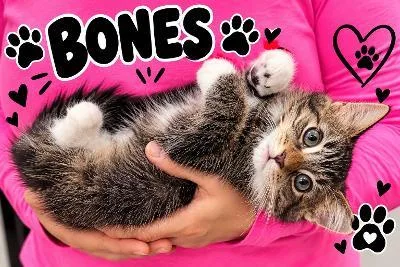 A baby medium-sized female Tabby (Brown / Chocolate) Domestic Long Hair cat named Bones for adoption in Mokena, IL