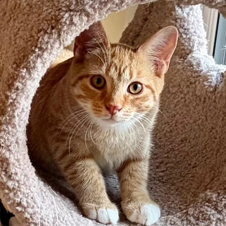 A young medium-sized male Orange / Red Domestic Short Hair cat named Caspian BurrPurr for adoption in Eaton Rapids, MI