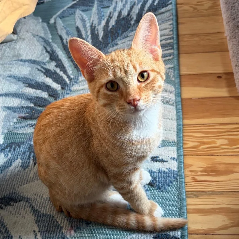 Caspian BurrPurr thumbnail 4