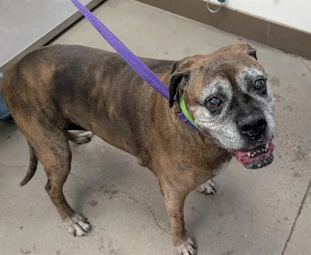 An adult large-sized female Boxer dog named Roxie for adoption in Tucson, AZ