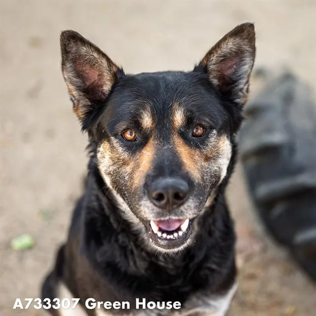 A young large-sized male German Shepherd Dog dog named Green House for adoption in Sacramento, CA