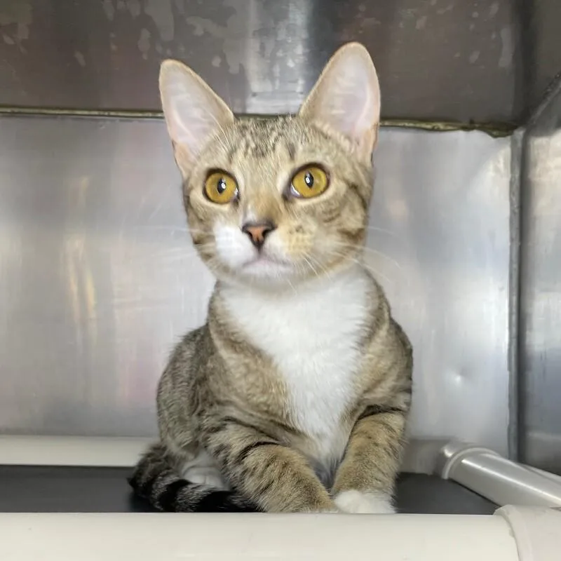 A young medium-sized female Domestic Short Hair cat named Bo Peep for adoption in Roanoke, VA