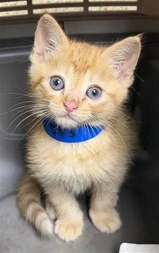 A baby small-sized male Domestic Short Hair cat named Kimchi for adoption in Riverside, CA
