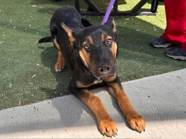 A baby medium-sized male German Shepherd Dog dog named Blueberry for adoption in Albuquerque, NM