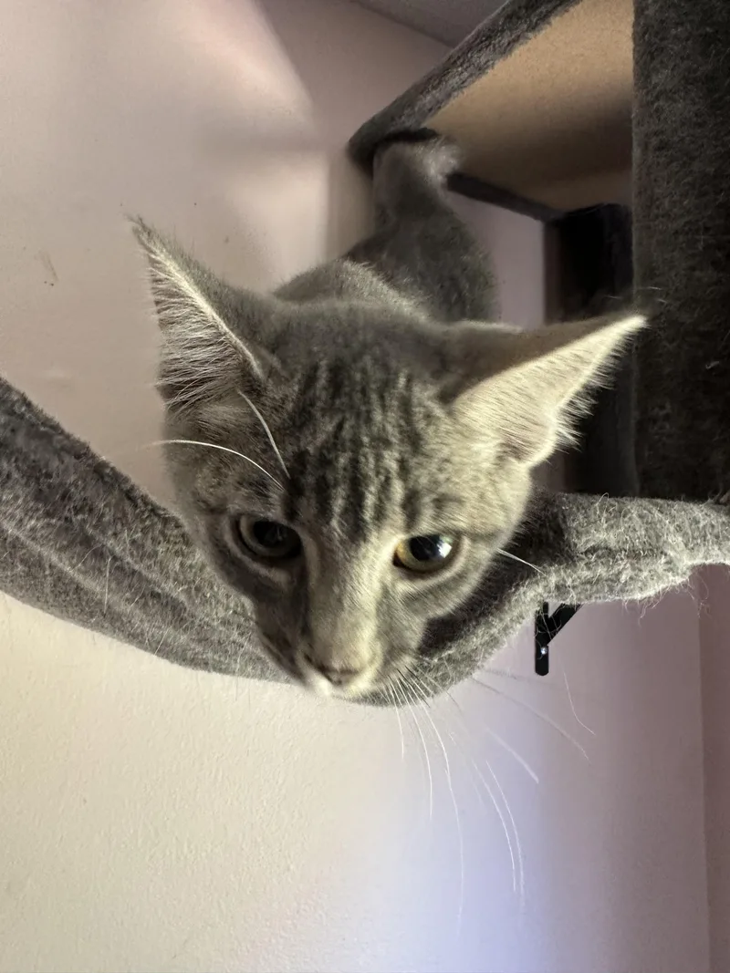 A baby small-sized female Tabby cat named Kate for adoption in Semmes, AL
