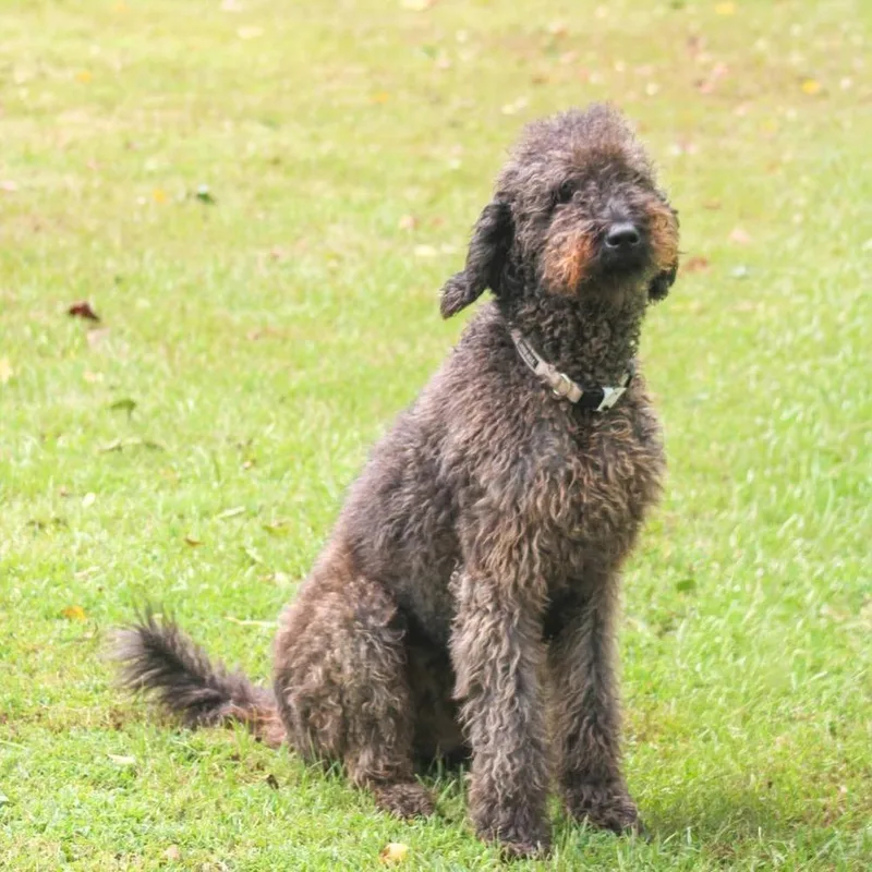 An adult large-sized male Poodle dog named Bobo for adoption in Groveland, MA
