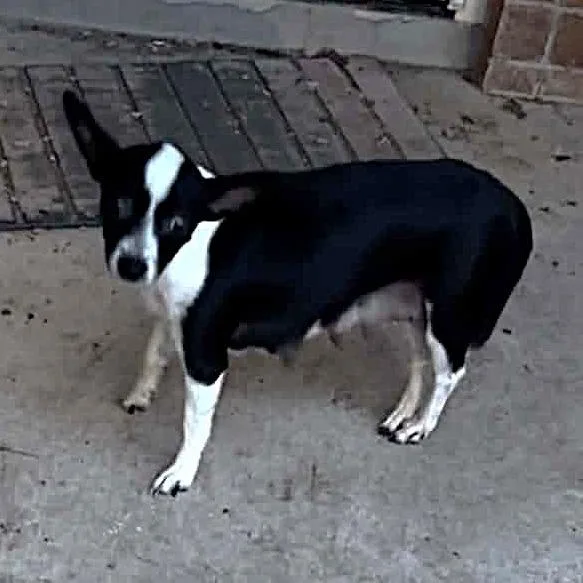An adult small-sized female Chihuahua dog named Meme for adoption in Pearsall, TX