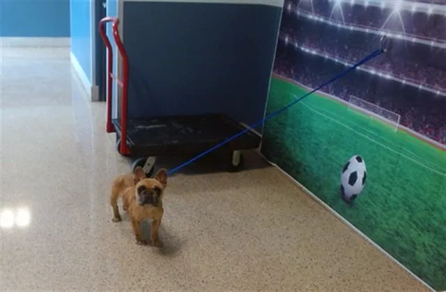 An adult small-sized female French Bulldog dog named Emily for adoption in Miami, FL