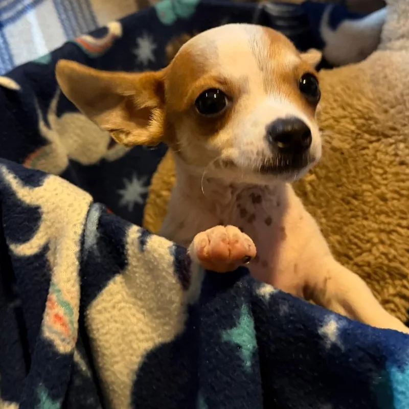 A baby small-sized male Chihuahua dog named Gumball for adoption in Kansas City, MO