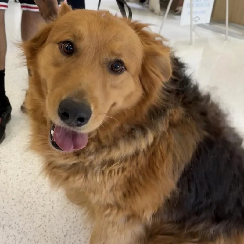 A senior large-sized male Black Golden Retriever dog named Chewie A for adoption in Mission Hills, CA