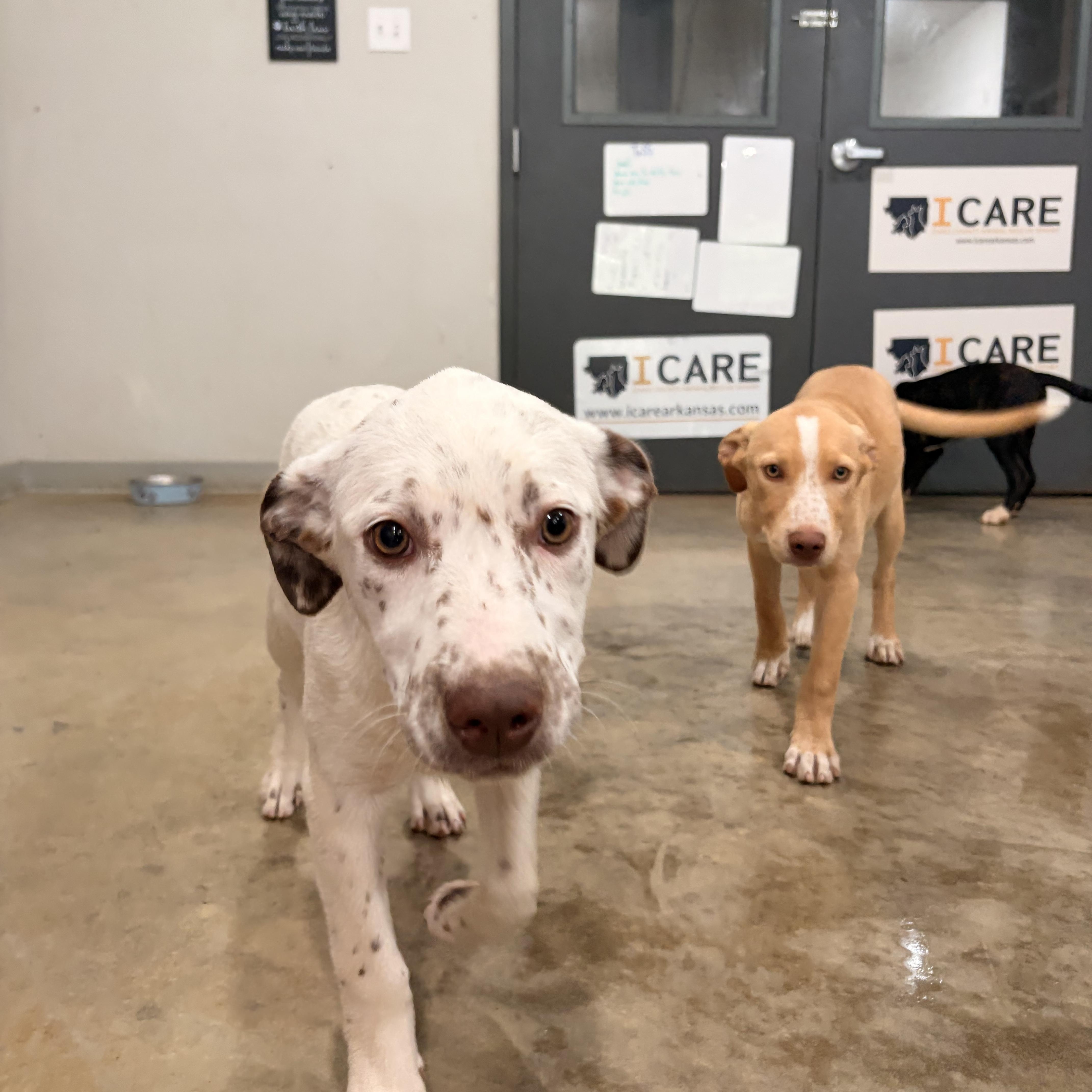 A baby medium-sized female Labrador Retriever dog named Diva for adoption in Melbourne, AR