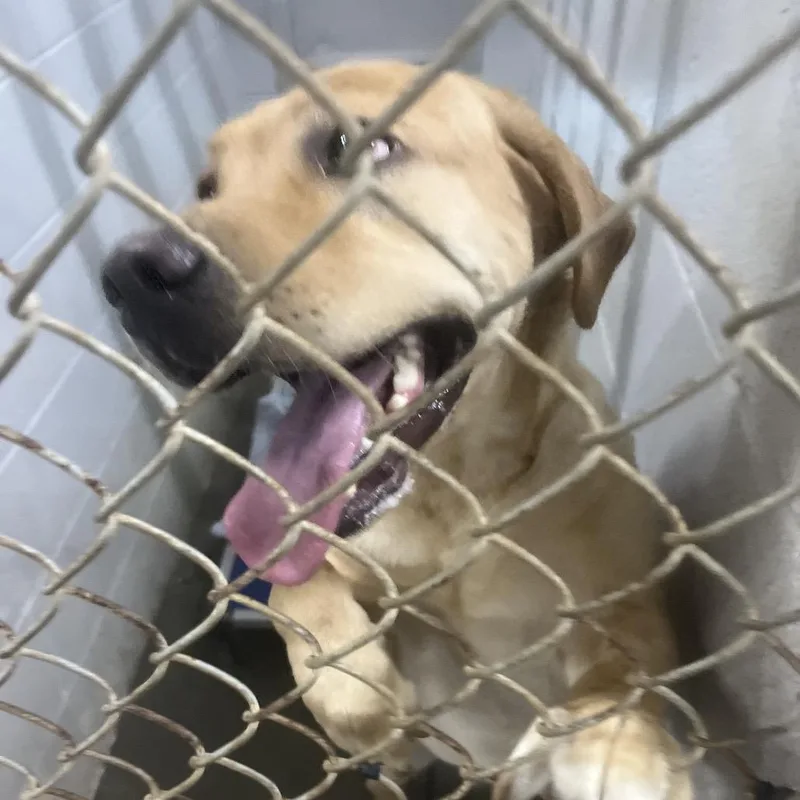 An adult large-sized female Yellow / Tan / Blond / Fawn Yellow Labrador Retriever dog named Lola for adoption in Summerville, SC