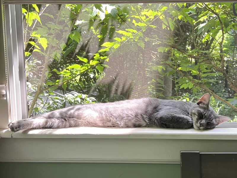 Toby The Hemingway Cat thumbnail 2