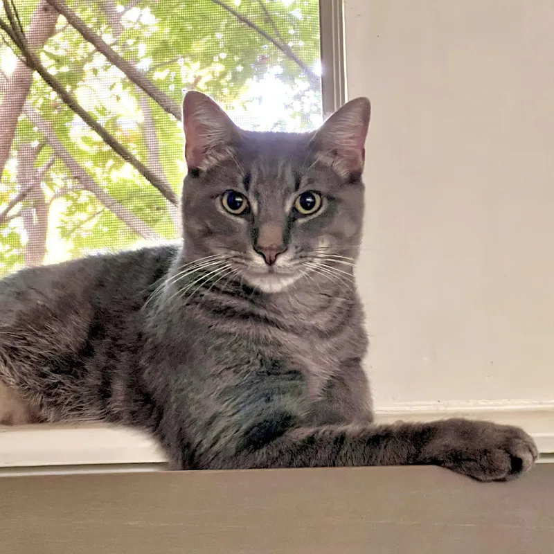 Toby The Hemingway Cat