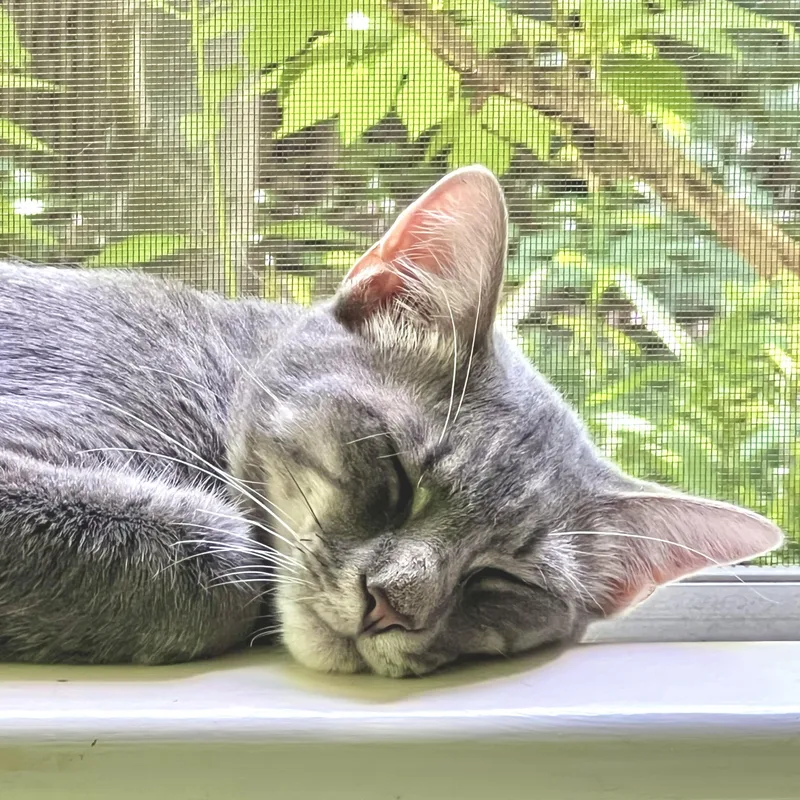 Toby The Hemingway Cat thumbnail 3