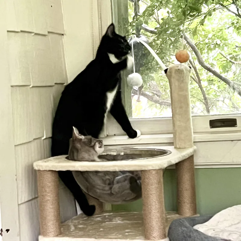 Toby The Hemingway Cat thumbnail 4