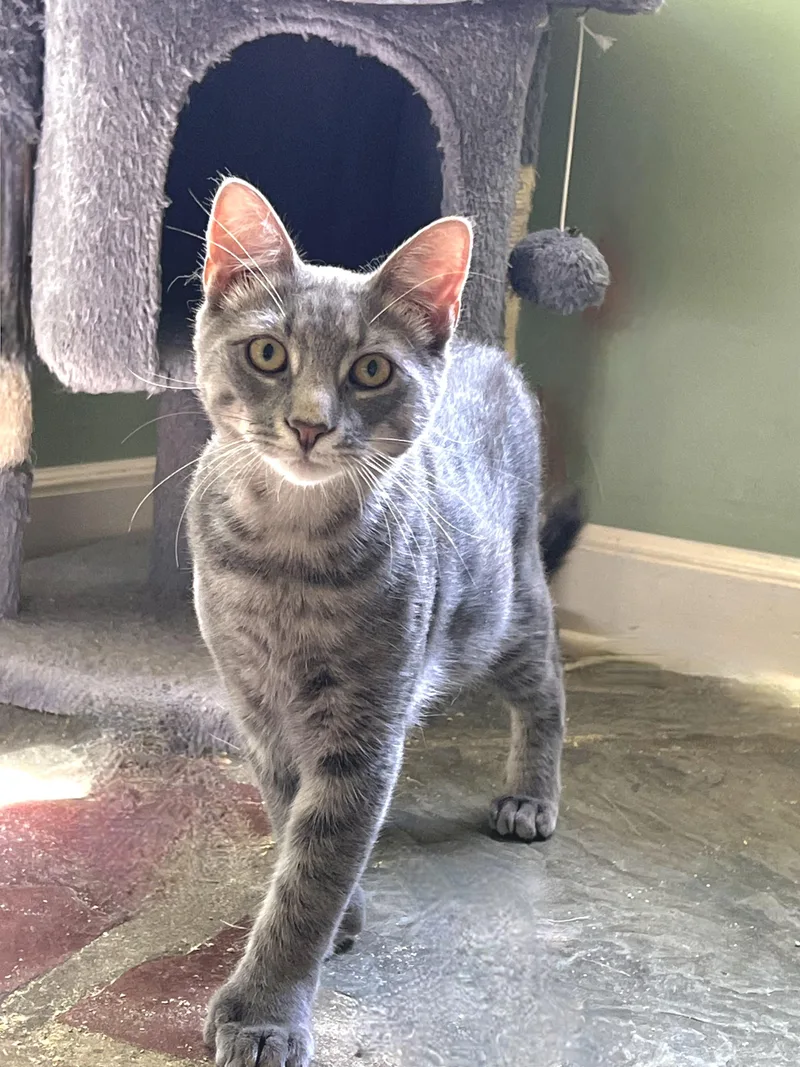 Toby The Hemingway Cat thumbnail 5