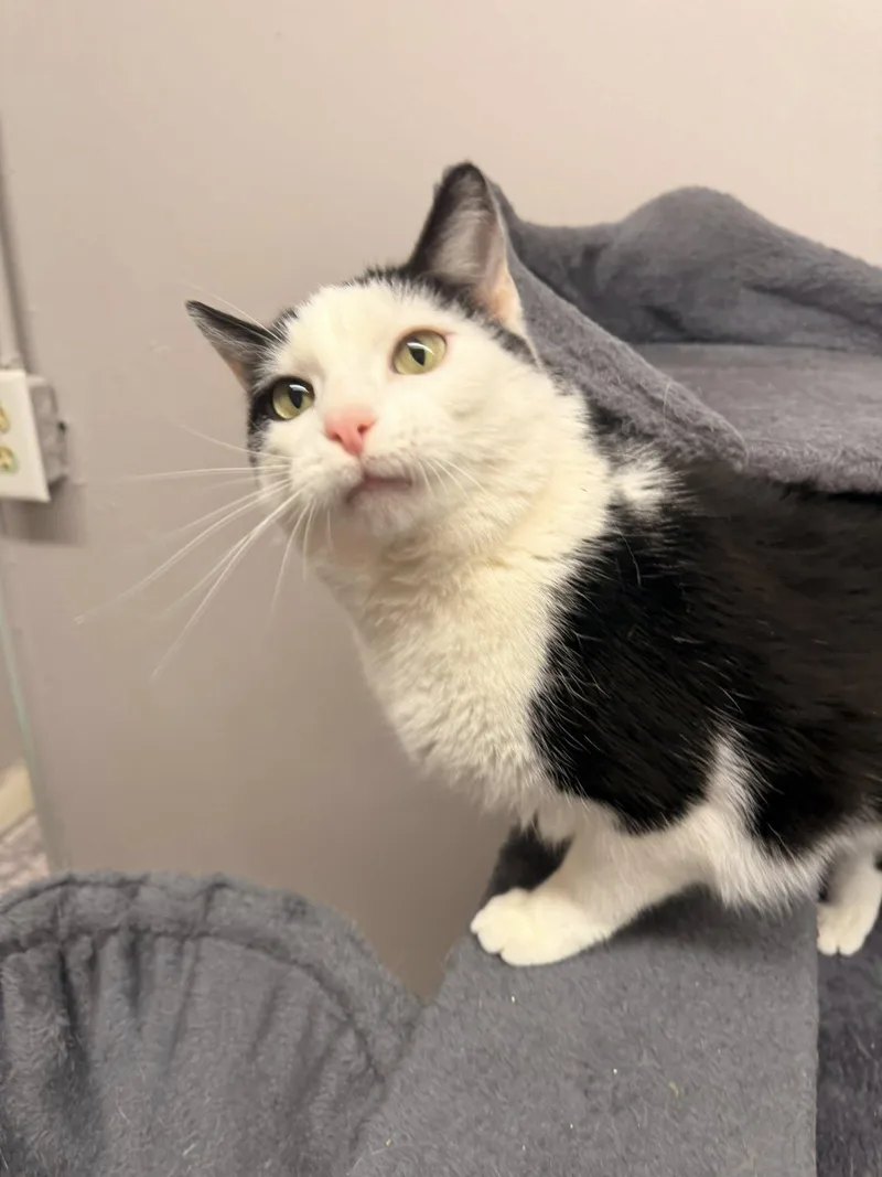 An adult large-sized male Black & White / Tuxedo Domestic Short Hair cat named Plum for adoption in Indianapolis, IN