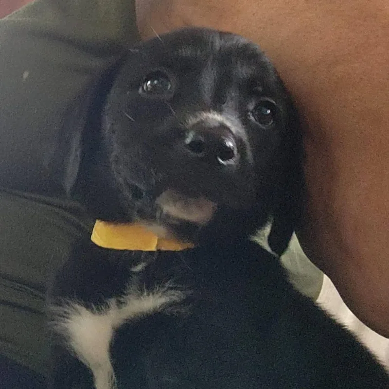 A baby medium-sized male Black Labrador Retriever dog named Tony Orlando for adoption in Joliet, IL