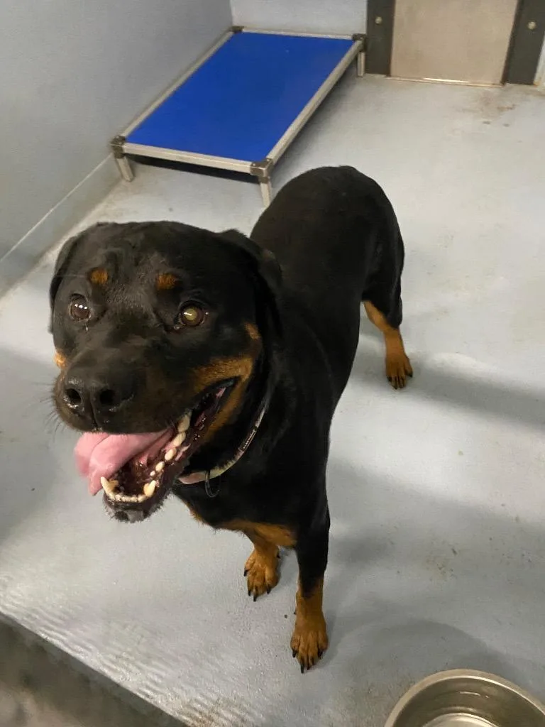 An adult large-sized female Rottweiler dog named Trubel for adoption in Cartersville , GA