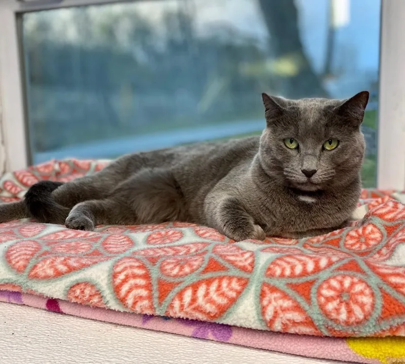 A senior medium-sized female Domestic Short Hair cat named Maggie for adoption in Beacon, NY