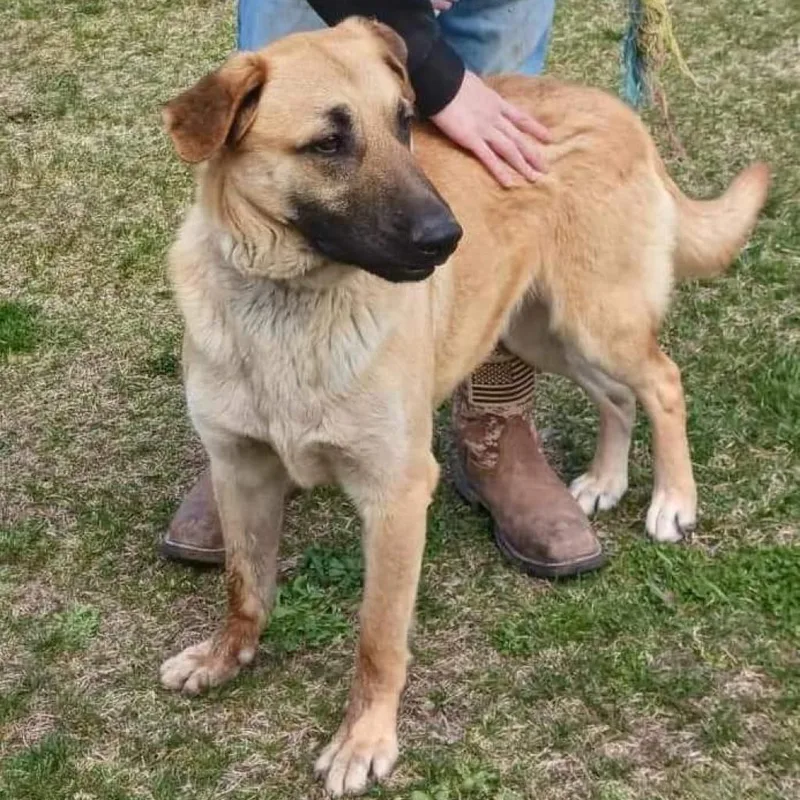 An adult extra large-sized male German Shepherd Dog dog named Dawson for adoption in Flintstone, MD