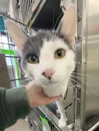 An adult medium-sized male Gray & White Domestic Short Hair cat named Waylon for adoption in Athens, GA