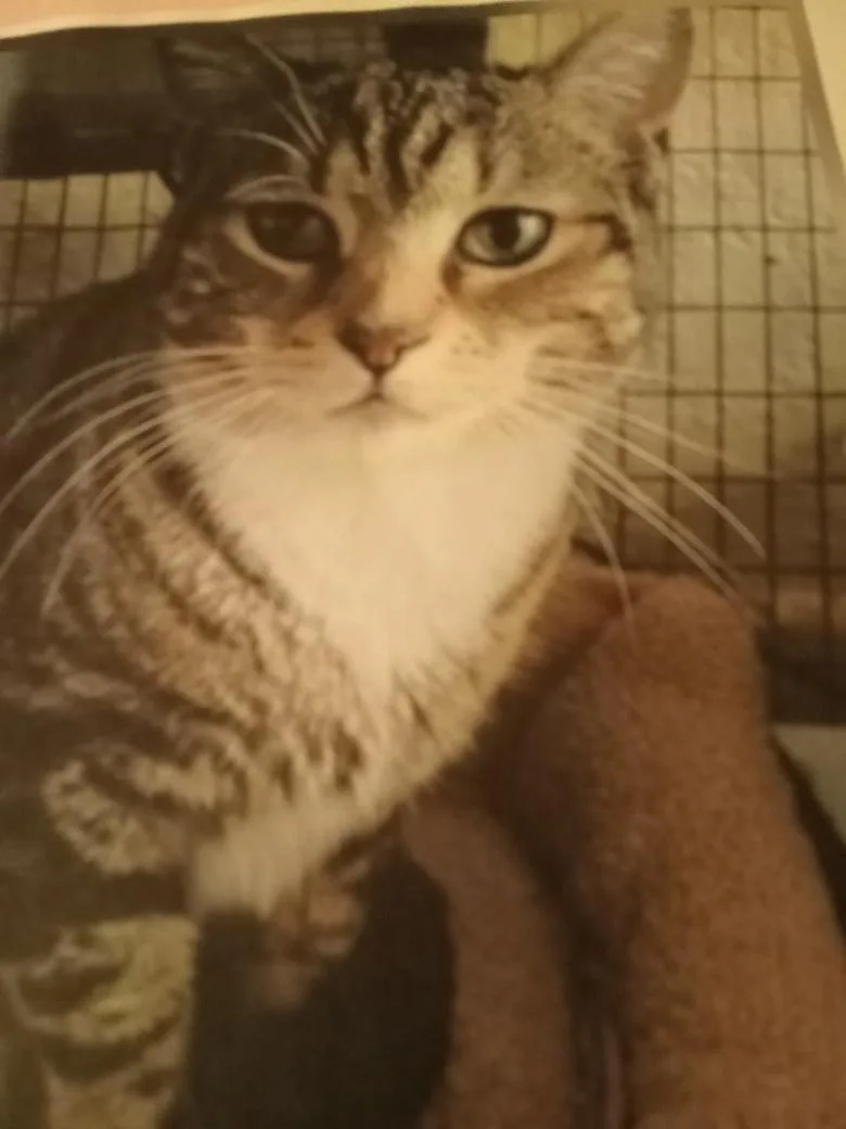 An adult medium-sized female Tabby (Buff / Tan / Fawn) Domestic Short Hair cat named Shaney for adoption in Mayfield, NY