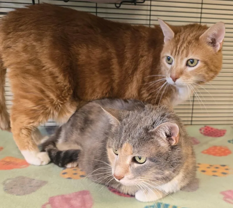 A senior large-sized female Domestic Short Hair cat named Boots for adoption in Blountville, TN