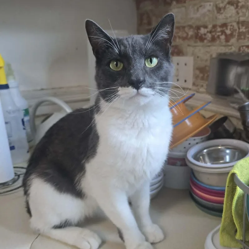 A young medium-sized male Gray & White Domestic Short Hair cat named Tyler for adoption in Huntington, NY