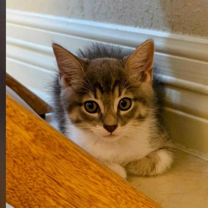 A baby small-sized female Gray / Blue / Silver Domestic Medium Hair cat named The Amazing Miss Grayson for adoption in Boerne, TX
