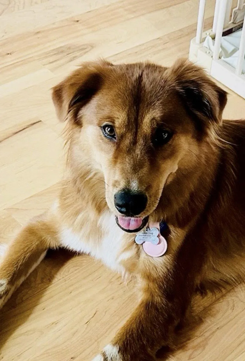 A young medium-sized female Golden Retriever dog named Marley for adoption in Winter Park, CO