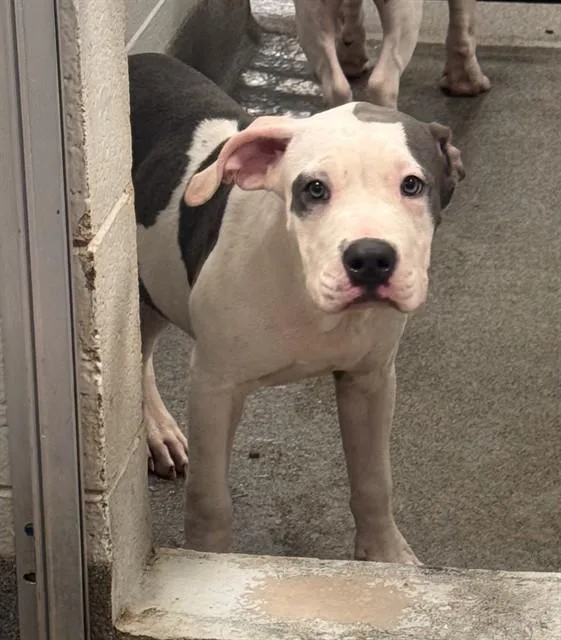A baby medium-sized male Pit Bull Terrier dog named Blaze for adoption in Huntsville, AL