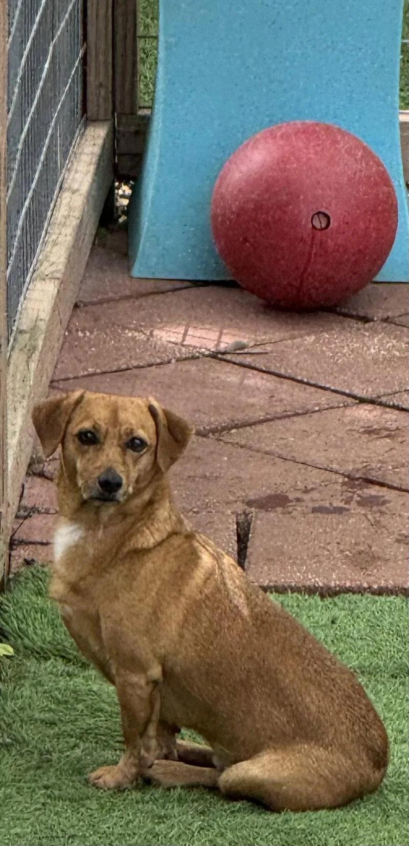 A young medium-sized male Dachshund dog named Skippy for adoption in Leavenworth, KS