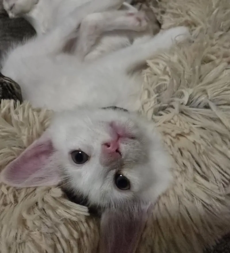 A baby medium-sized male White Domestic Short Hair cat named Mr Darcy for adoption in Huntington Beach, CA