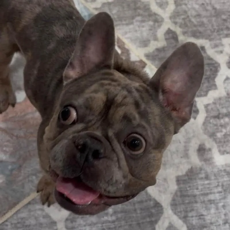 An adult medium-sized male Brown / Chocolate French Bulldog dog named Taz for adoption in Huber Heights, OH