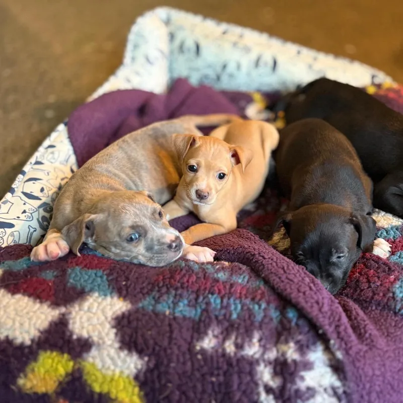 A baby medium-sized female Yellow / Tan / Blond / Fawn Pit Bull Terrier dog named Tweety for adoption in Bellingham, WA