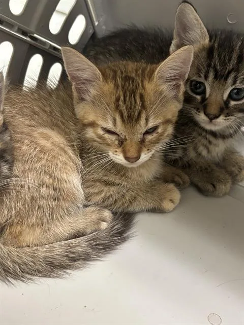 A baby medium-sized female Domestic Short Hair cat named Bonnie for adoption in Dallas, TX