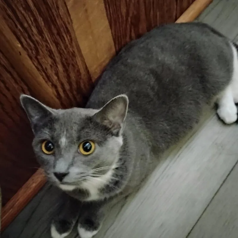A young medium-sized female Gray / Blue / Silver Domestic Short Hair cat named Tiny for adoption in Charlottesville, VA
