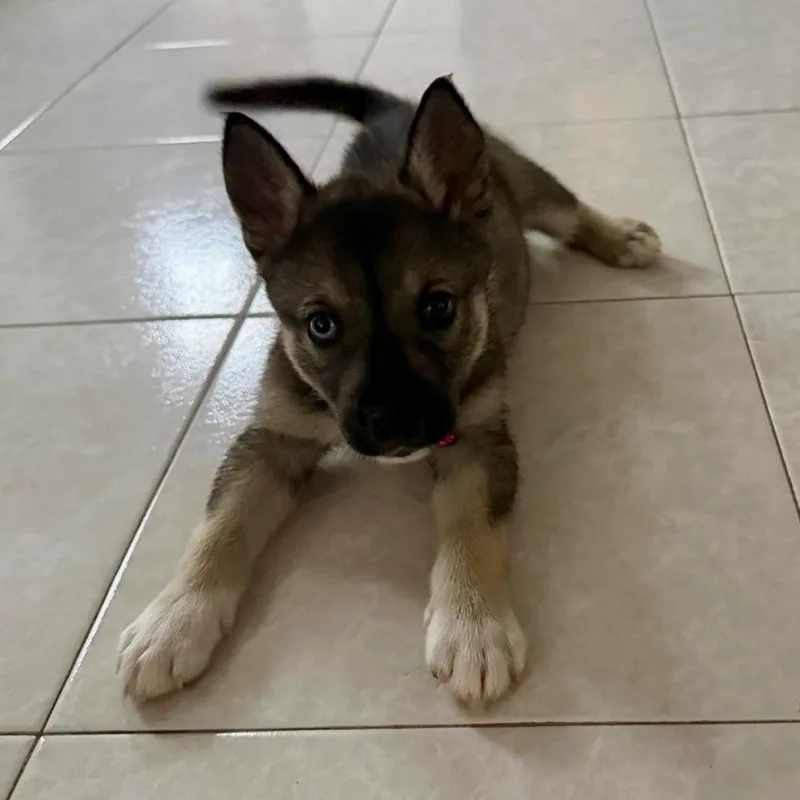 A baby large-sized male Yellow / Tan / Blond / Fawn Husky dog named Coqui for adoption in Pelham, NH