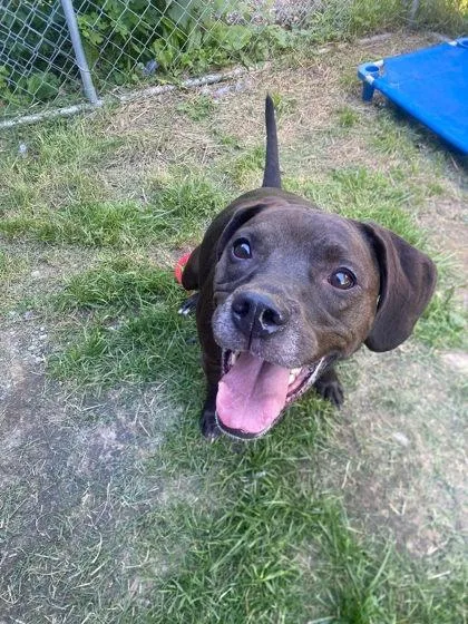An adult large-sized female Retriever dog named Grace for adoption in Hobart, IN