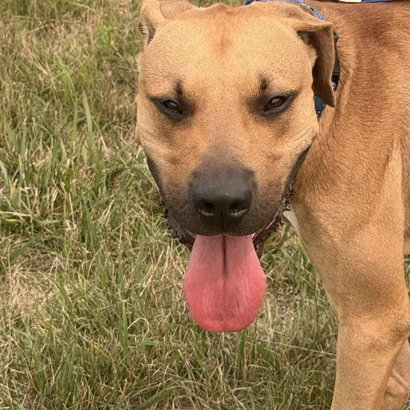 Scooby