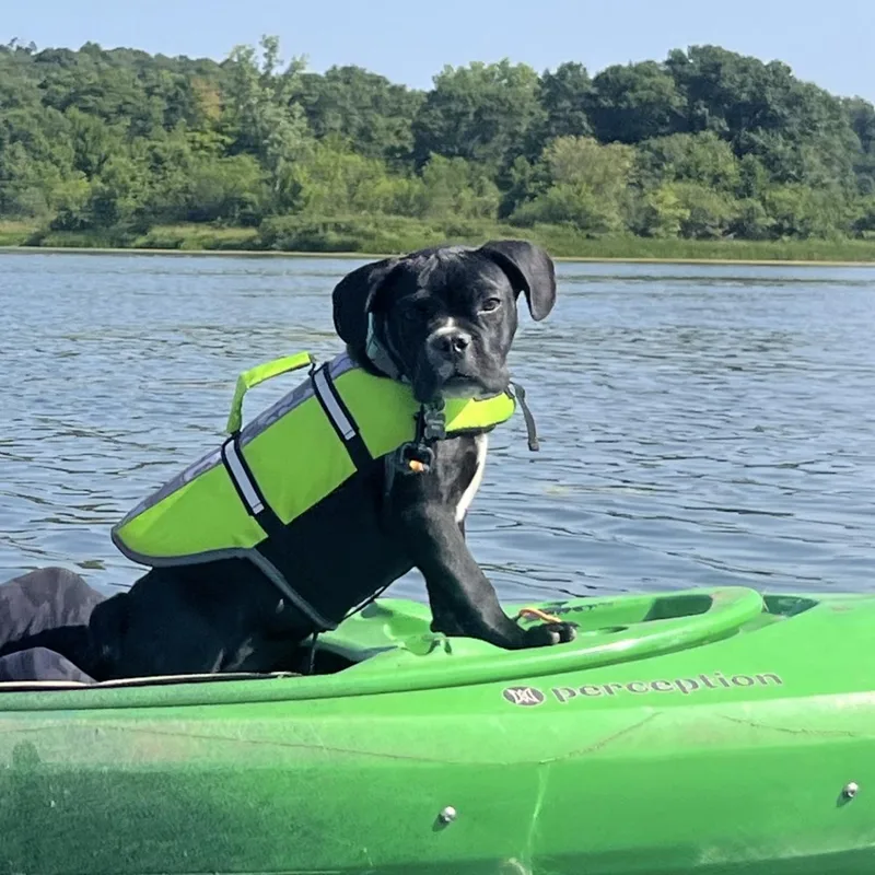 A baby medium-sized male Black French Bulldog dog named Pierre for adoption in Prior Lake, MN