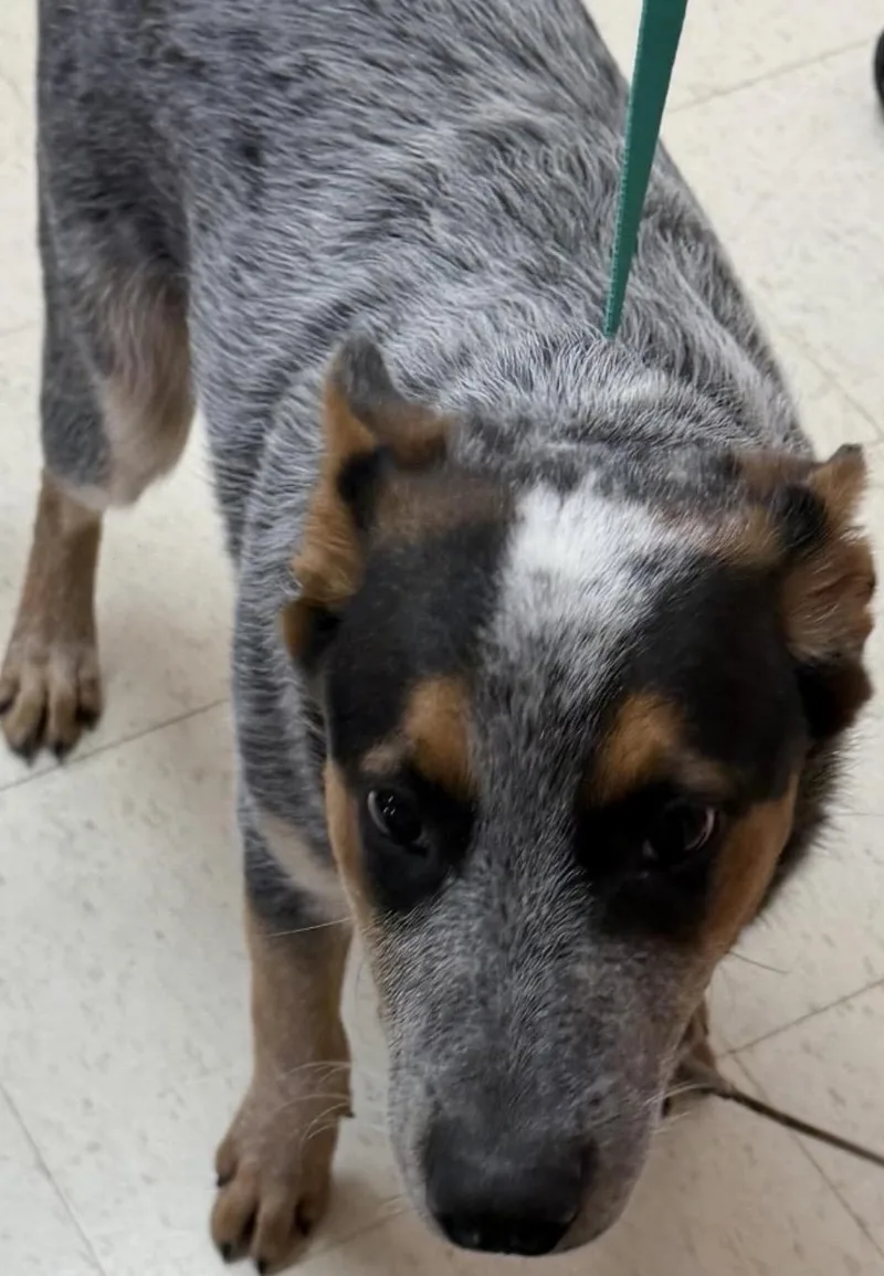 A young medium-sized male Tricolor (Brown, Black, & White) Australian Cattle Dog / Blue Heeler dog named Blu HOLD for adoption in Canton, OH