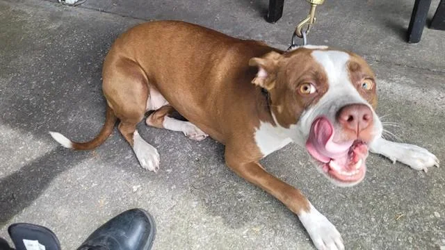 A young large-sized female Staffordshire Bull Terrier dog named Bean for adoption in Saint Cloud, FL